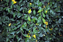 Elaeagnus