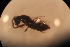 Ceraphronidae