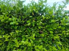 Ileostylus micranthus