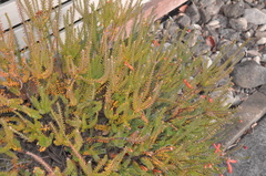 Erica cerinthoides