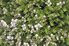 Veronica diosmifolia