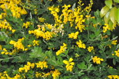 Genista