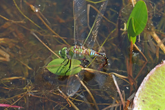 Anax gibbosulus