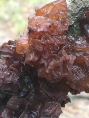 Exidia