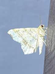 Macaria aemulataria