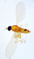 Phyllodromia americana