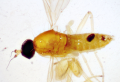 Phyllodromia americana