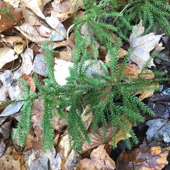 Dendrolycopodium