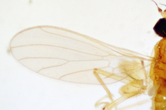 Phyllodromia americana