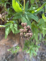 Aristeguietia salvia