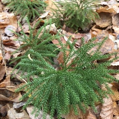 Dendrolycopodium