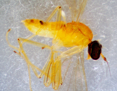 Phyllodromia americana
