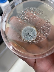 Penicillium