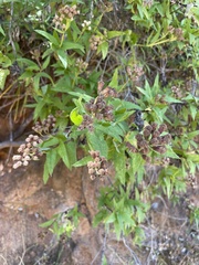 Aristeguietia salvia