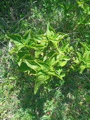 Ocimum