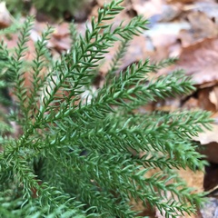 Dendrolycopodium