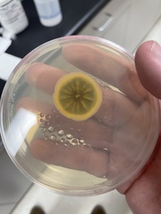 Penicillium
