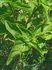 Ocimum