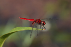 Aethriamanta circumsignata