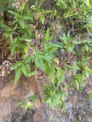 Aristeguietia salvia