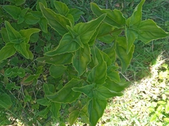 Ocimum
