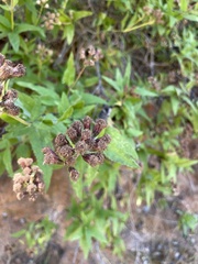 Aristeguietia salvia