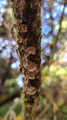 Stereum sanguinolentum