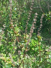 Ocimum