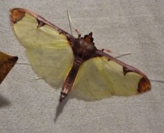 Glyphodes perelegans