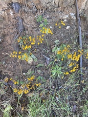Calceolaria corymbosa