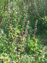 Ocimum