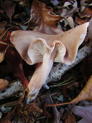 Lactarius imperceptus