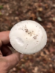 Amanita bisporigera