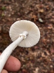 Amanita bisporigera