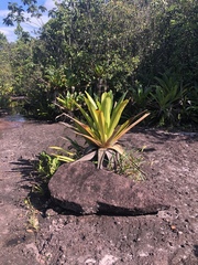 Brocchinia micrantha