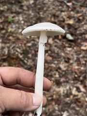 Amanita bisporigera