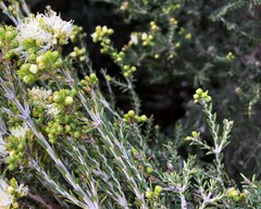 Melaleuca brevifolia