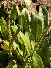 Plantago
