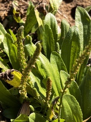 Plantago