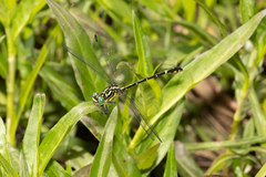 Austrogomphus ochraceus