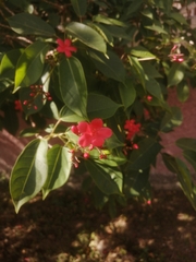 Jatropha integerrima