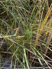Carex nudata