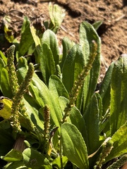 Plantago