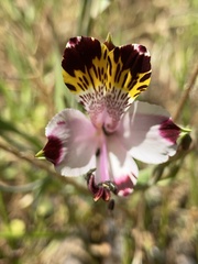 Alstroemeria pulchra
