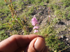 Boerhavia xantii