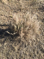 Artemisia filifolia