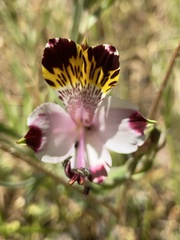 Alstroemeria pulchra