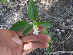 Sesamum indicum