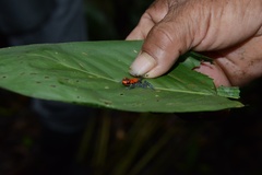 Ranitomeya reticulata