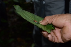 Ranitomeya reticulata